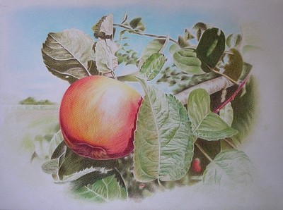 Pomme sur sa branche aux crayons de couleur, 12 étapes, durée estimée 6h