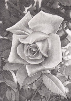Une rose réalisée au crayon graphite, en 7 étapes, durée estimée 5h