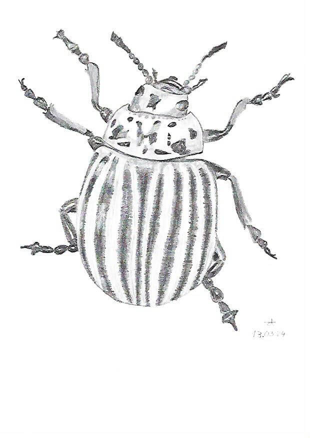 Le Doryphore de Pascal