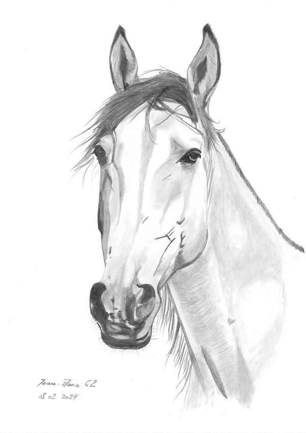 Tête de cheval au crayon d\'après photo