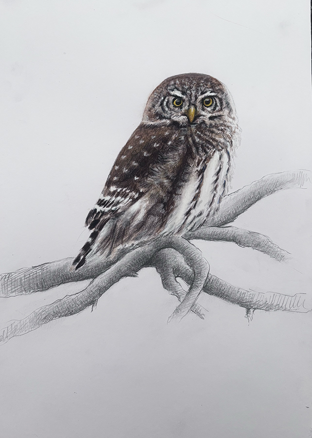 Chevêchette, aquarelle crayons de couleur