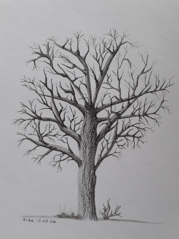 Ziza, arbre au fusain, essai 2